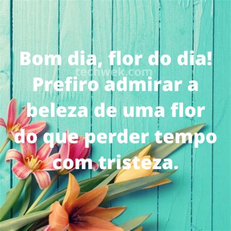 50 Imagens de Bom dia Flor do Dia com Frases lindas para cultivar o Bem