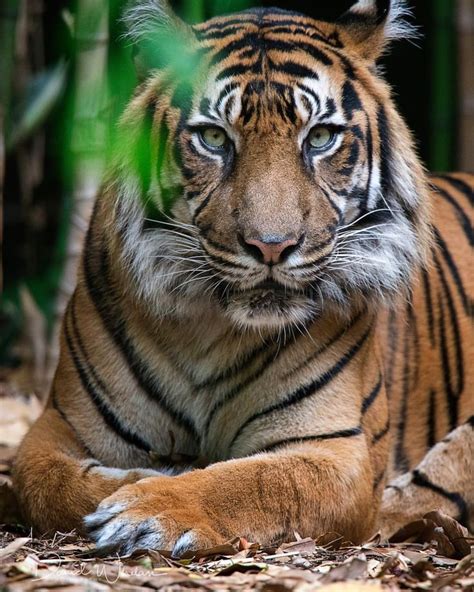 Pin on BIG CATs