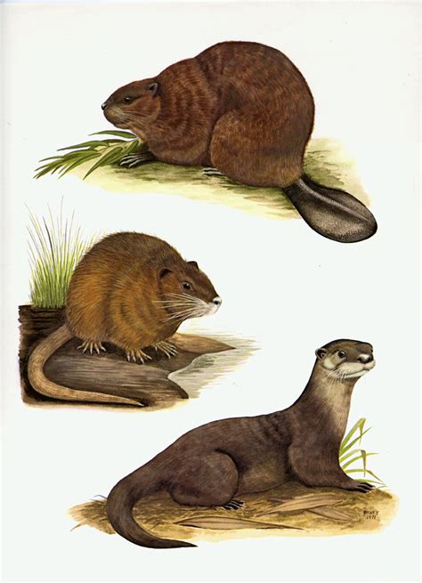 Beaver Nutria And Otter Plate 8 The Mammals Of Louisiana And Its