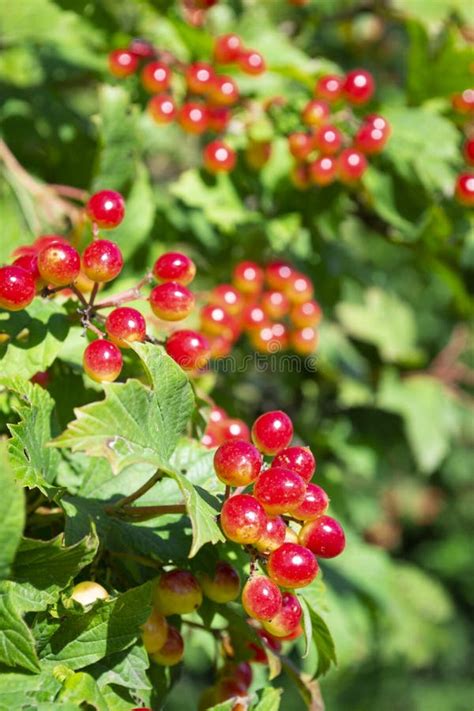 Red Viburnum Branch In The Garden Viburnum Or Viburnum Opulus Berries