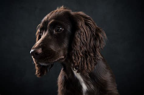 5 tips til at vælge en hundefotograf i Nordjylland og Aalborg Din