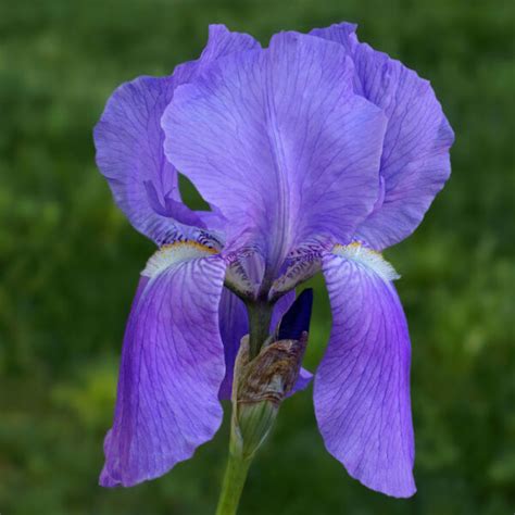 Iris Pallida Dalmation Iris Sweet Iris Yellow House Heritage