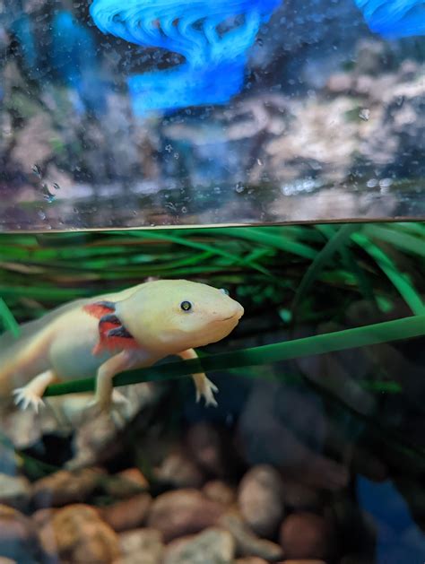 Axolotl At San Diego Zoo Raquariums