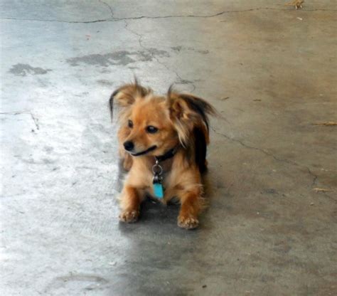 Long Hair Chiweenie Puppies For Sale - Long Hair