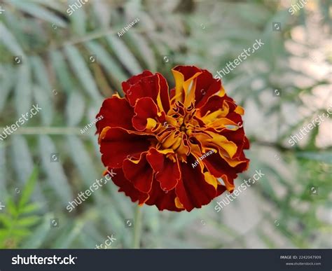Merigold Flower Tagetes Merigolds Ganda Orange Stock Photo 2242047909