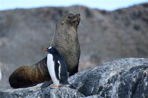 What animals live in Antarctica? Fun facts about Polar Wildlife ...