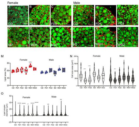 Biomolecules Free Full Text Sexual Dimorphism In Metabolic