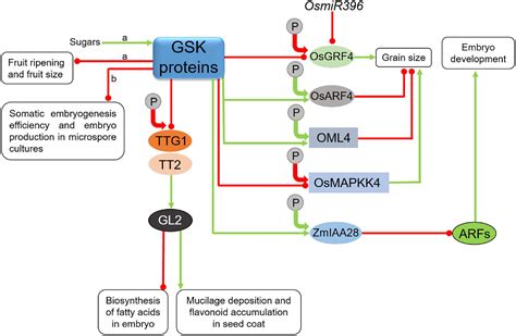 Frontiers Glycogen Synthase Kinases In Model And Crop Plants From