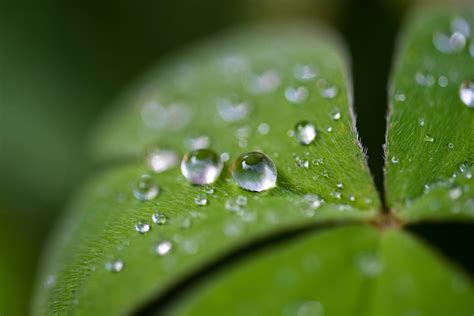 Close Up Photography Of Water Droplets On Leaf Ines Stuart Davidson