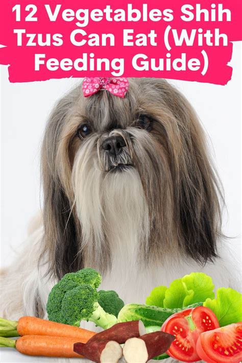 12 Fruits Shih Tzus Can Eat Safely With Feeding Guide Artofit