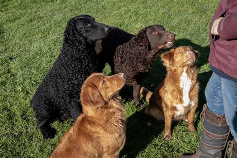 VIDÉO. Près de Rouen, elles élèvent des retriever à poil bouclé, une ...