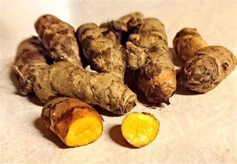 Cultivation Of Turmeric Curcuma Longa L Agrovista Farming