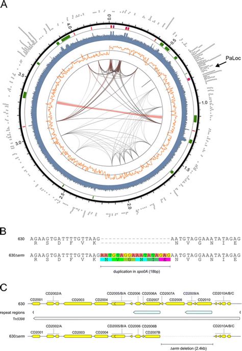 The Complete Genome Of C Difficile 630Δ Erm A Overview Of Genomic