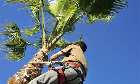 Learn How to Trim a Palm Tree in Four Simple Steps