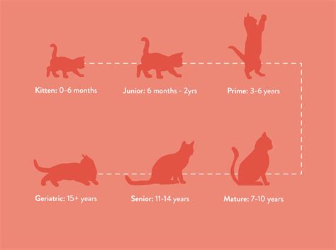 Cat Kitten Feeding Guide How Much When What To Feed To Your Cat