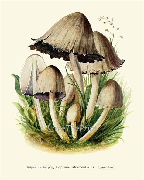 Mushroom Print Set Of 16 Wall Art Antique Beautiful Red White Etsy