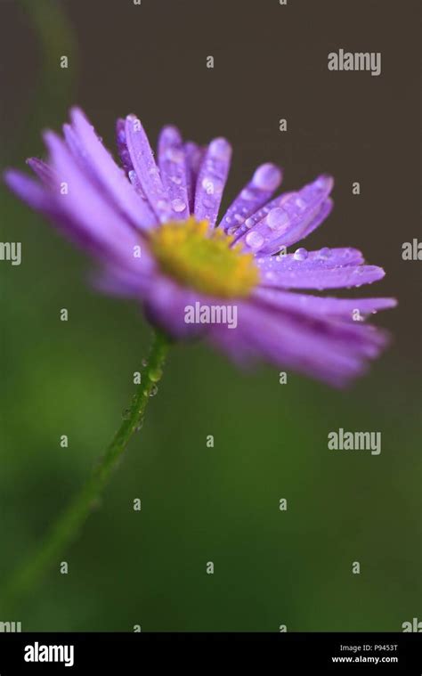 Wild spring flowers Stock Photo - Alamy