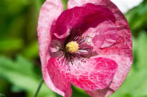 Papaver Has Medicinal Properties Stems Contain Latex Milk Latex In