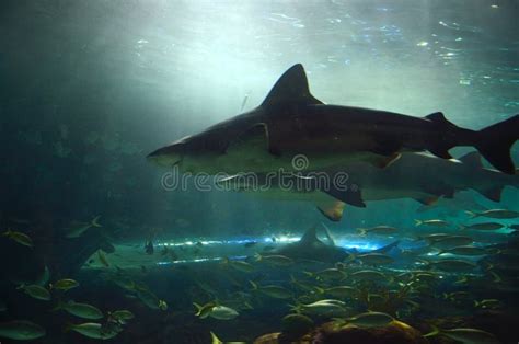 Sharks in aquarium stock image. Image of sharks, observation - 60748899