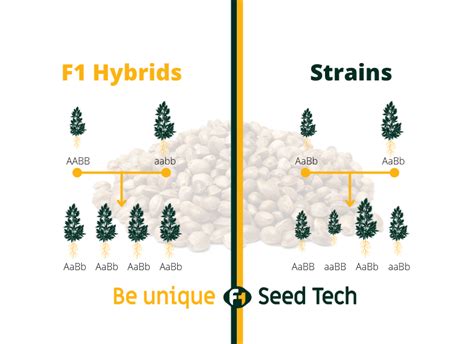 The Differences Between F1 Hybrids And The Strains F1 Seedtech