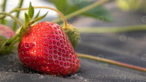 Recogiendo Fresas Rojas Grandes Org Nicas Maduras Frescas Al Aire Libre