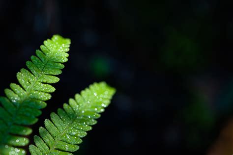 A Macro Photograph Morning Dew On Fern Nio Photography