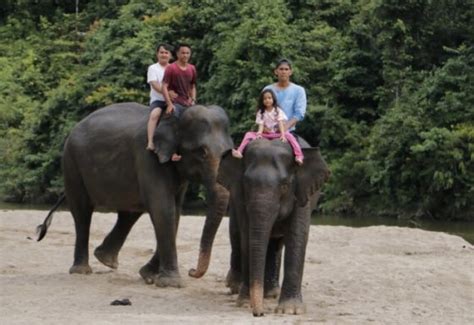 Wisata Gajah Jinak Di CRU Sampoiniet Aceh Jaya Aceh JABTODAY Co