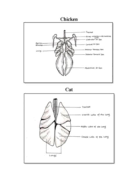 Solution Comparative Vertebrate Anatomy Activity In Respiratory System