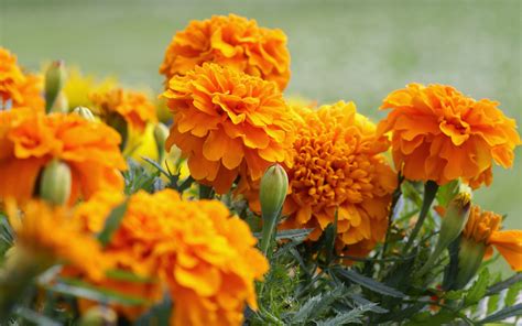 Tagetes - So gelingt Ihnen die Aussaat der Studentenblume