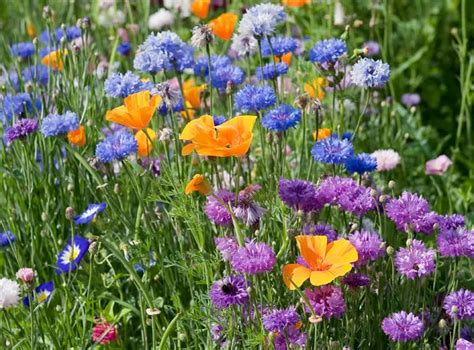 Laisser Son Jardin En Friche Un Atout Pour La Biodiversit