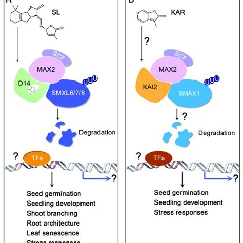 Roles Of Sls In Plant Development Sls Interact With Auxin Aba Ck Ga