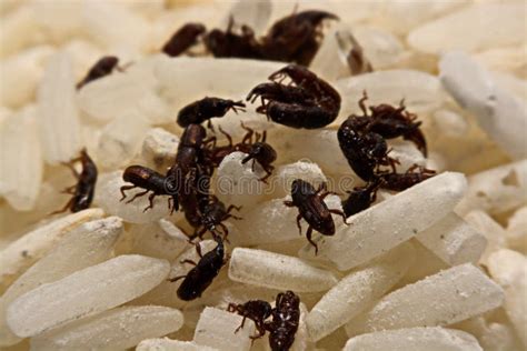 Close Up Of Adult Rice Weevils Sitophilus Oryzae On Rice Grain Stock