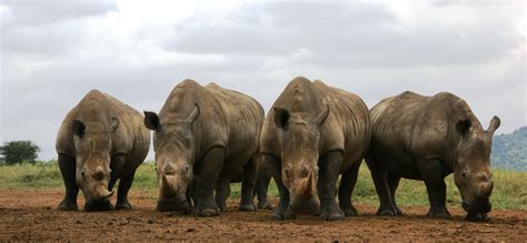 Compreender Rhino Poaching Crise da África