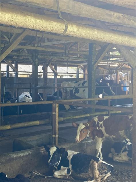 Kunjungan Edukatif Ke Lembah Kamuning Dairy Farm Mahasiswa Institut