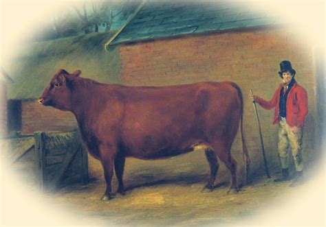 Norfolk Red Cow 1800s The Norfolk Red And Suffolk Dun Ca Flickr