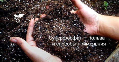 Суперфосфат — польза и способы применения. Фото — Ботаничка