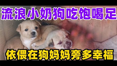 流浪小奶狗吃饱喝足，依偎在狗妈妈旁多幸福 Youtube