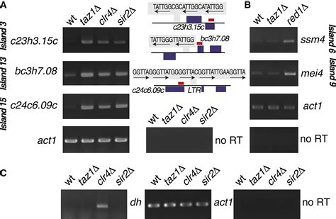 Taz Shelterin Promotes Facultative Heterochromatin Assembly At