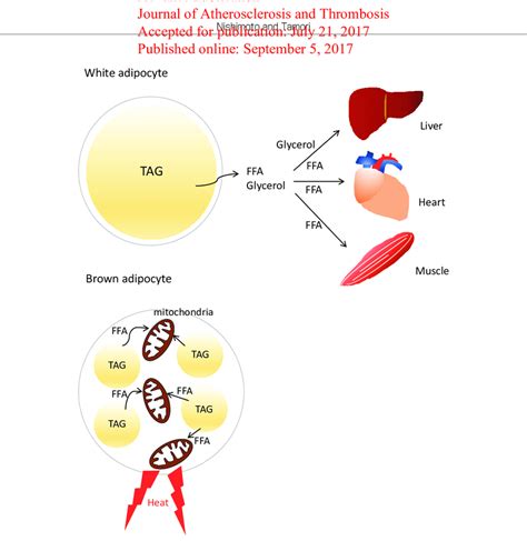 Lipid Droplet Formation And Function In White And Brown Adipocytes