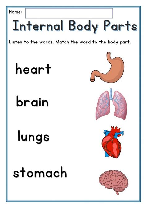 Internal Body Parts Exercise Human Body Worksheets Human Body Organs