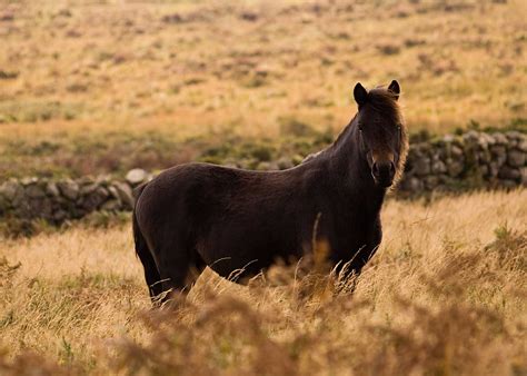 The Famous Dartmoor Ponies - Information on the Dartmoor Pony