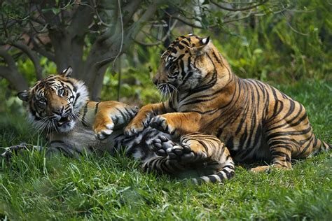 Manas Park Sees Increase In The Number Of Tigers