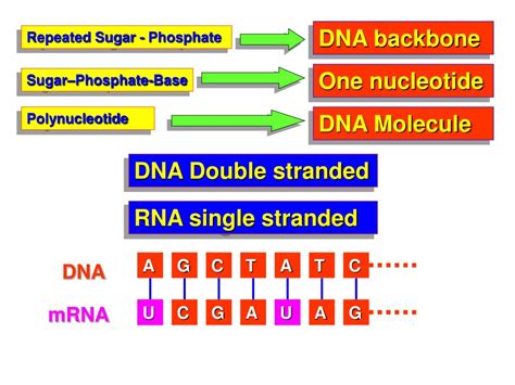 Ppt Section A Dna As The Genetic Material Powerpoint Presentation