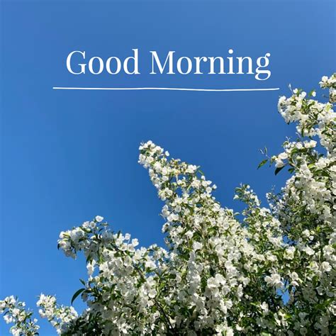 Make Good Morning Message With Photo For Your Loves Fotor