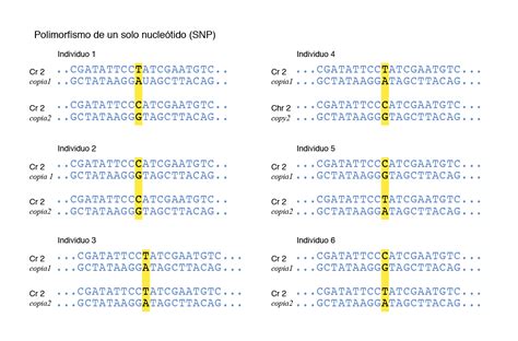 Polimorfismo De Nucleotídeo único LIBRAIN