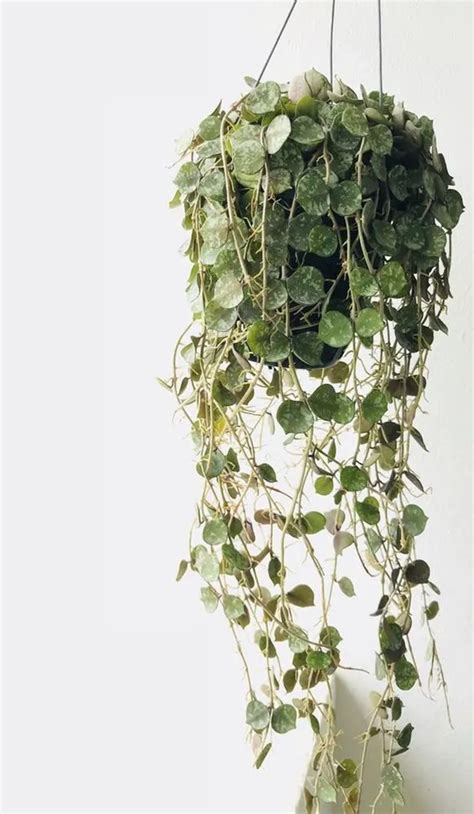 Hoya Curtisii Plant Care Growing Basics Water Light Soil