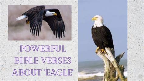 Powerful Bible Verses About Eaglesjcubezfun Youtube