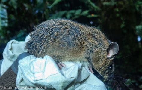 Panama Pygmy Sloths And Rainforest Rodents May 2022 Mammal Watching