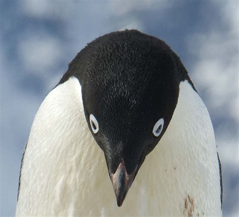 Adélie Penguins A Guide To The Antarctic