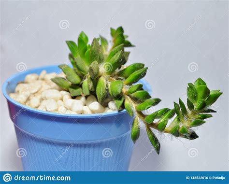 Plantas Do Cacto Em Uns Potenci Metros Isolados No Fundo Branco Foto De